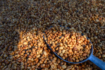 Coffee beans with coffee scoop and sun light