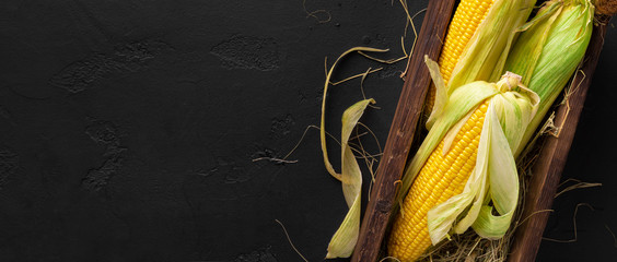 Yellow corn cobs on black background, copy space, panorama