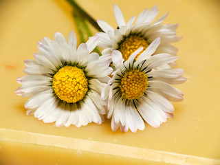 Fototapeta na wymiar Soap with common daisies detail
