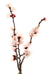 Flowering branch of apricot.