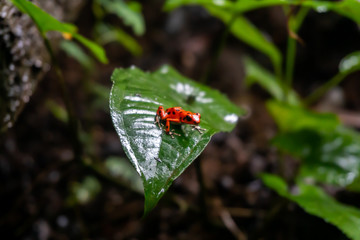 Red strawberry poison-dart frog on a leaf