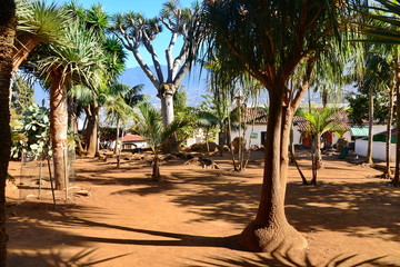 Teneriffa,#0732