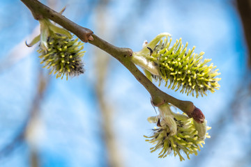 On the willow buds opened and the first flowers appeared during the spring awakening.