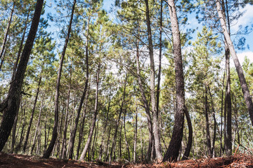 A forest of green pines on a sunny and a cloudy day in the mountains of Aracena.