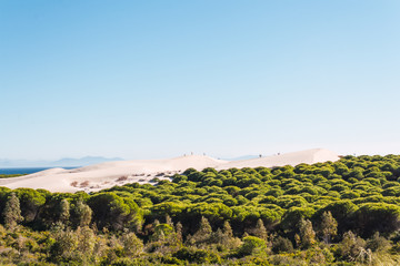 Sand dunes on the famous Bologna beach with the pine forests in the foreground and the sea and Africa in the background on a sunny, cloudless day.