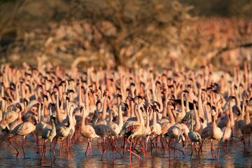 Obraz premium Lesser Flamingos at Bagoria Lake, kenya