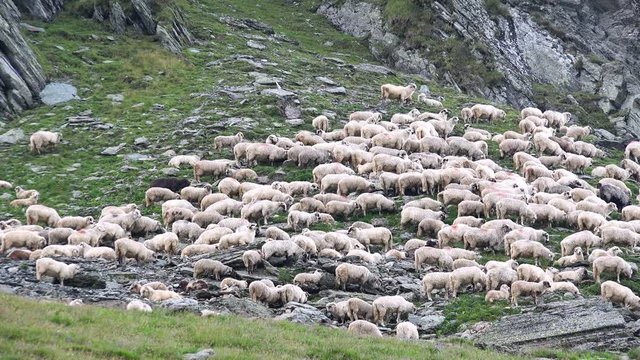 4K Herding Sheep in Mountains, Flock of Lambs Grazing Hill, Pastoral Autumn View