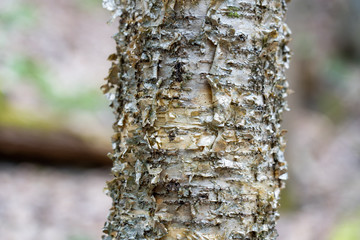 Birch Tree Bark