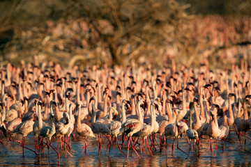 Lesser Flamingos at Bagoria Lake, Kenya