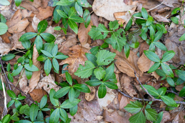 Groundplants in forest