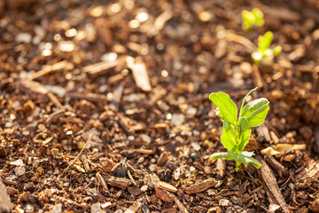 Early sugar snap pea plants emerging from the soil in a raised garden bed with room for text