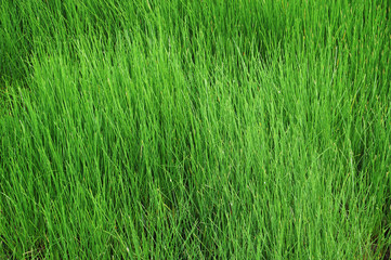 Tropical green swamp grass background   