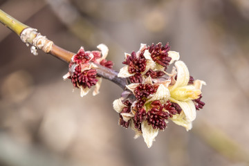 On the ash-leaf maple, the first leaves and shoots opened during the spring awakening.