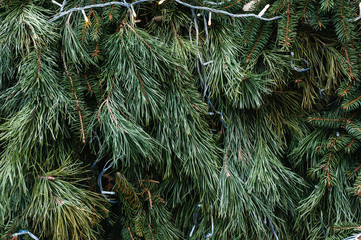 branches of a fur tree