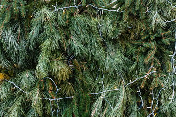 branches of a fir tree