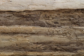 Naklejka na ściany i meble Texture of an old tree