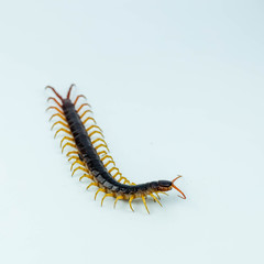 Giant centipede isolated on white background