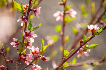 Fototapeta na wymiar Elberta Peach Tree flower blossoms in the early spring