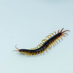 Giant centipede isolated on white background
