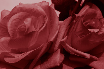Beautiful abstract color pink and red flowers graphic on black background and light black and pink...