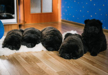black puppy chow-chow on the floor 