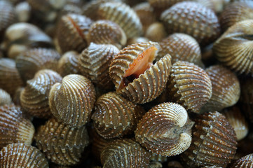 Fresh blood cockle or blood clam on a market stall. Closeup fresh blood cockle or blood clam on the market. Selective focus. 