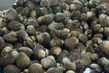 Fresh blood cockle or blood clam on a market stall. Closeup fresh blood cockle or blood clam on the market. Selective focus. 
