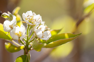 Macro shot of Bartlett Pear Tree blossoms flowering in the early spring.