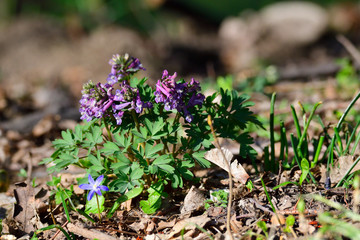 Hohler Lerchensporn (Corydalis cava) im Wald