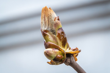 Large oily swollen chestnut buds and the first leaves in city parks and squares during the spring awakening.