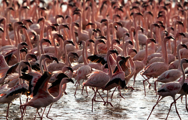 Lesser Flamingos at Bagoria Lake, Kenya