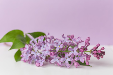 Spring flower, twig purple lilac on white and purple background. Selected focus. Syringa vulgaris.