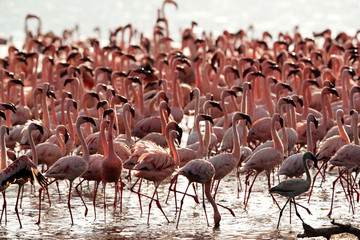 Fototapeta premium Lesser Flamingos at Lake Bagoria, kenya