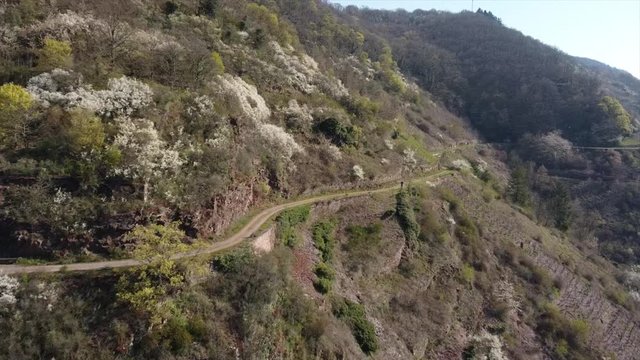 Moseltal bei Valwig,  Apolloweg im Fr&uuml;hling, Weinbau und Brachen