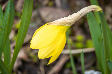 The first yellow daffodils bloomed on city lawns and flower beds in April.