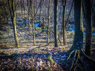 Mysterious morning time in swamp area. Landscape