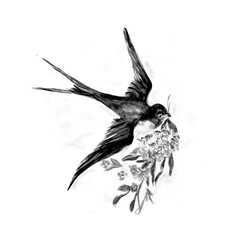  Watercolor painting of Swallow bird sketch art illustration