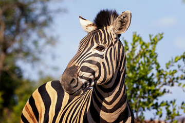 Fototapeta na wymiar zebra in the wild, national park, south africa