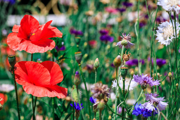 summer meadow with red poppies