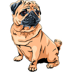 Obraz premium Vector cute dog pug breed apricot fawn color