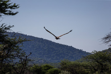 Vautour en vol les ailes en V déployées