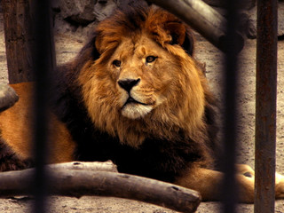 Lion in the Novosibirsk zoo behind bars
