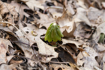 Mayapple Leaves Sprouting in Springtime