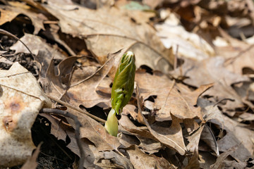 Mayapple Leaves Sprouting in Springtime