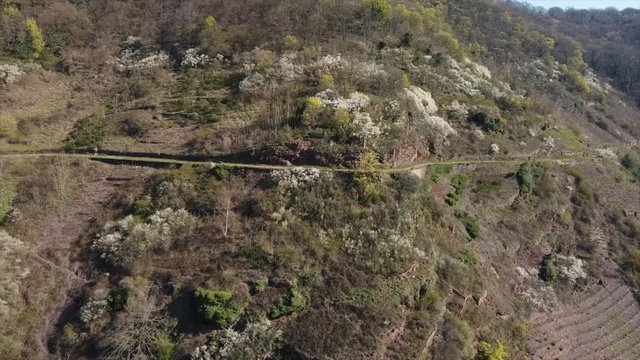 Moseltal bei Valwig,  Apolloweg im Fr&uuml;hling, Weinbau und Brachen