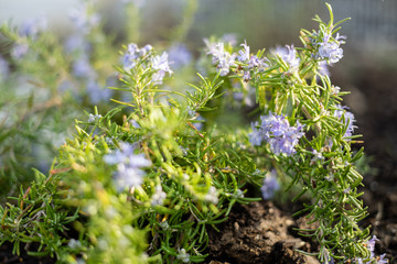 Blühender Rosmarin in einem Kräuterbeet im Garten
