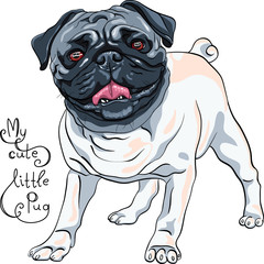 Vector cute dog fawn Pug, the most common colouring