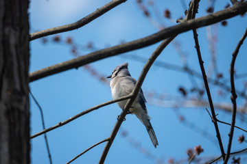 Blue Jay Perched on Branch in Springtime