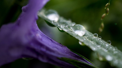Powerful 4K Wallpaper. Relaxing with nature of beautiful purple flower after raindrop.