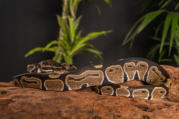 gorgeous snake ball python in studio shot 